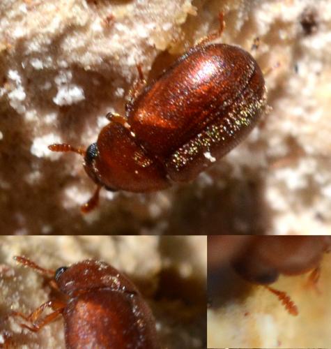 Réf. 284 116 : Pentaphyllus chrysomeloides